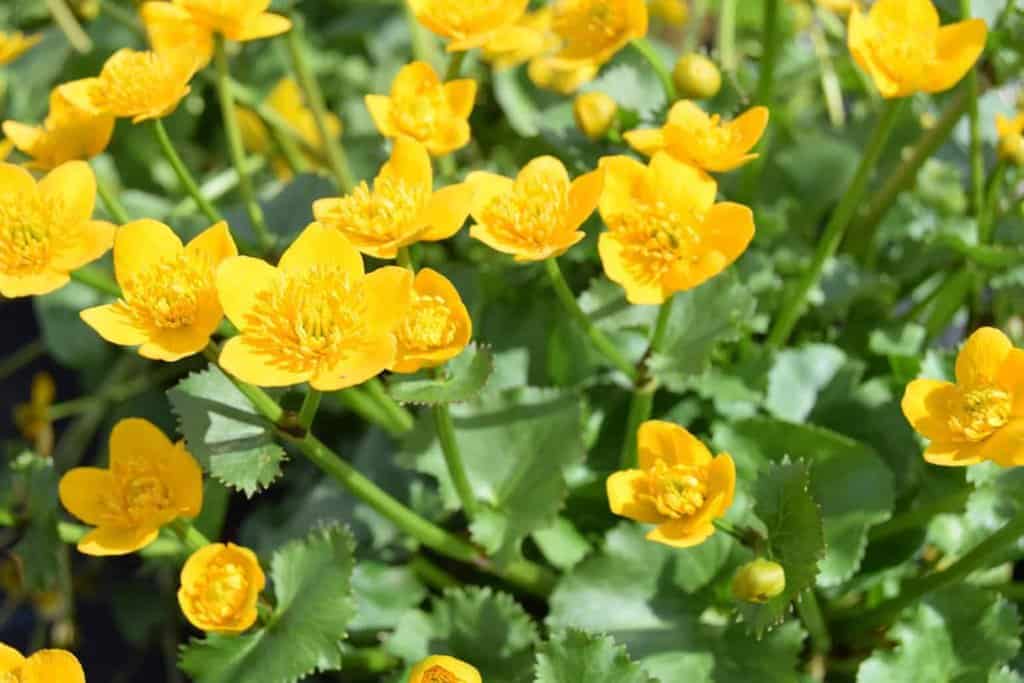 Caltha palustris ---
